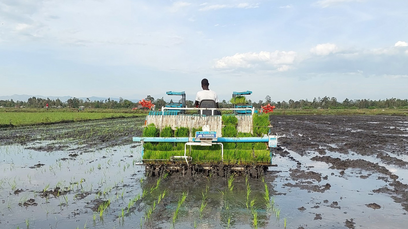 A farmer operates a planting machine in a muddy field, planting rows of seedlings as part of an agricultural project, illustrating modern farming techniques in rural areas.